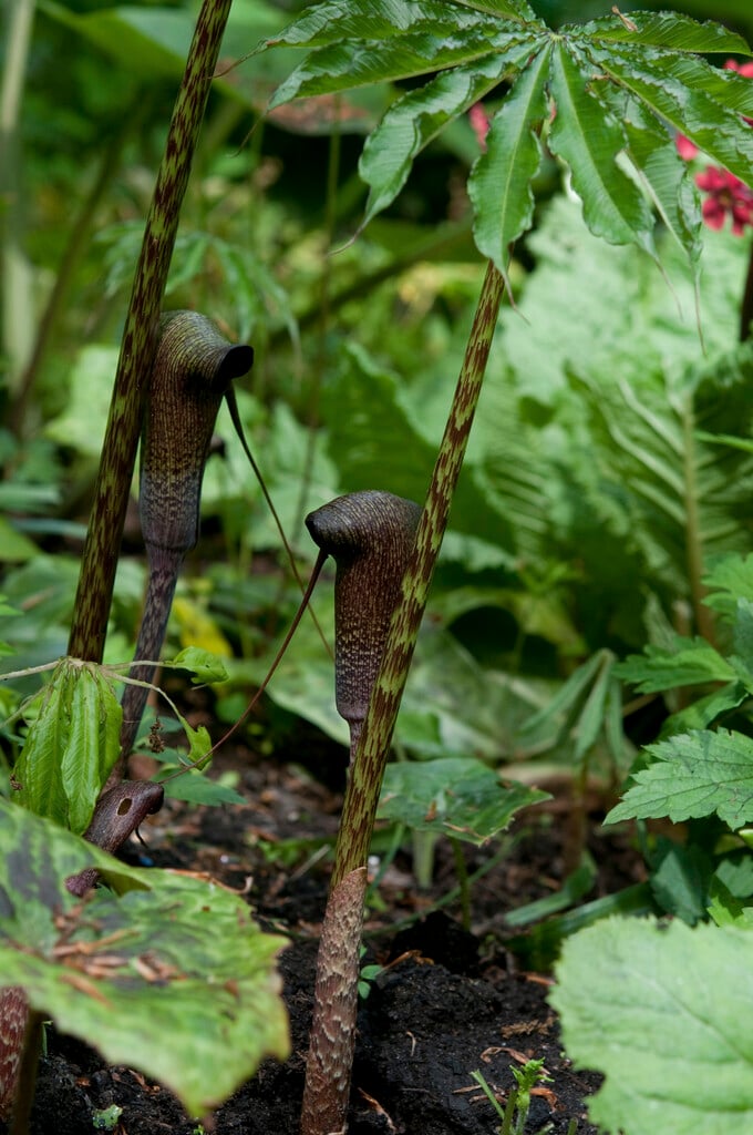 <i>Arisaema</i> <i>taiwanense</i>