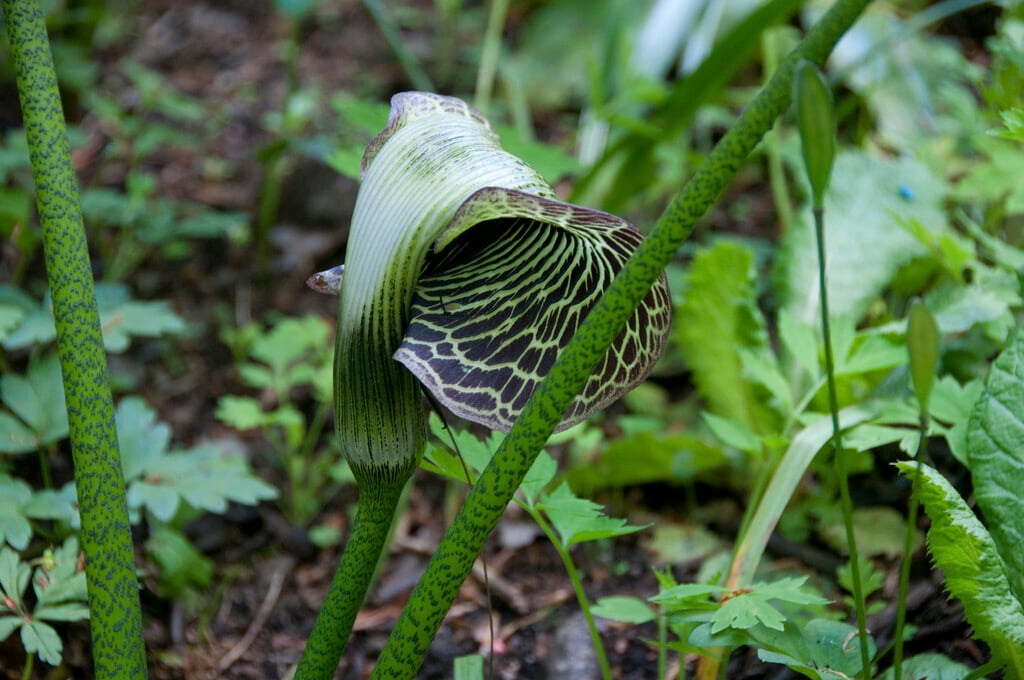 <i>Arisaema</i> <i>griffithii</i> var. <i>pradhanii</i>