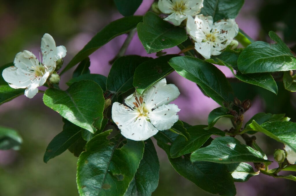 Bronvaux medlar