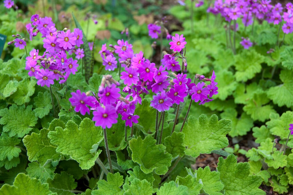 <em>Primula</em> <em>polyneura</em> (Co)