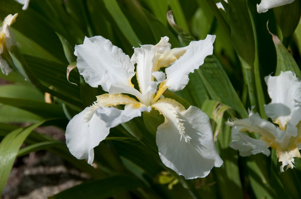 Japanese roof iris