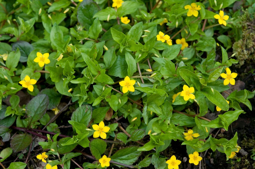yellow pimpernel