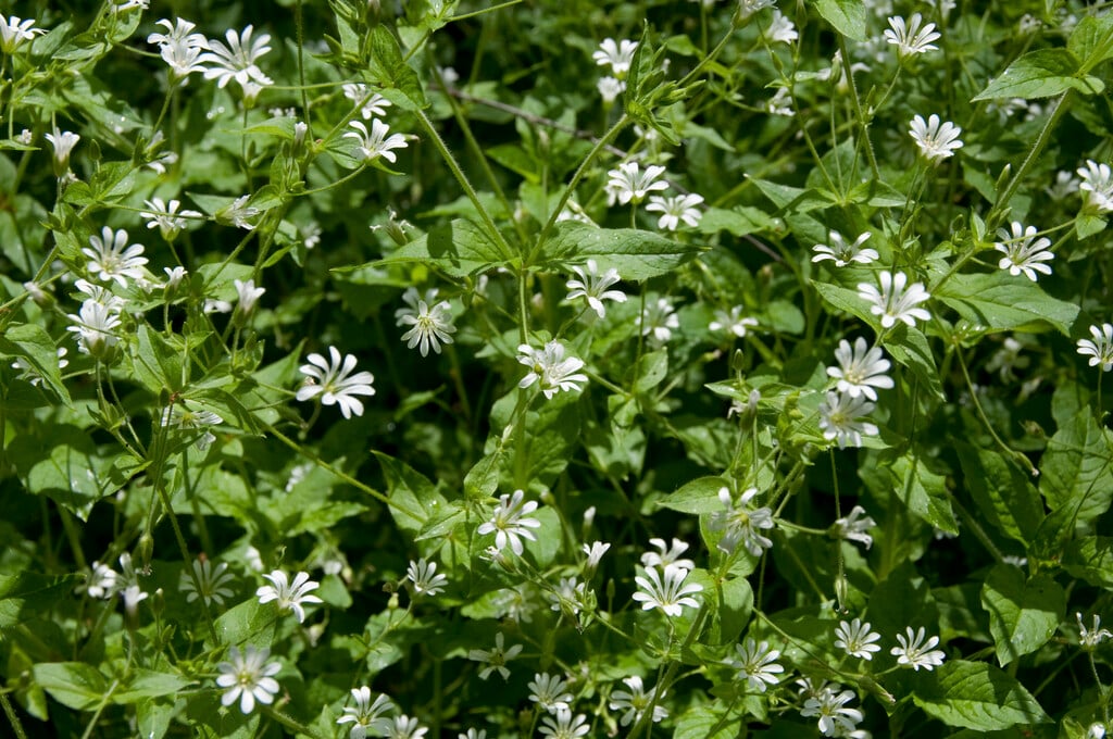 wood stitchwort