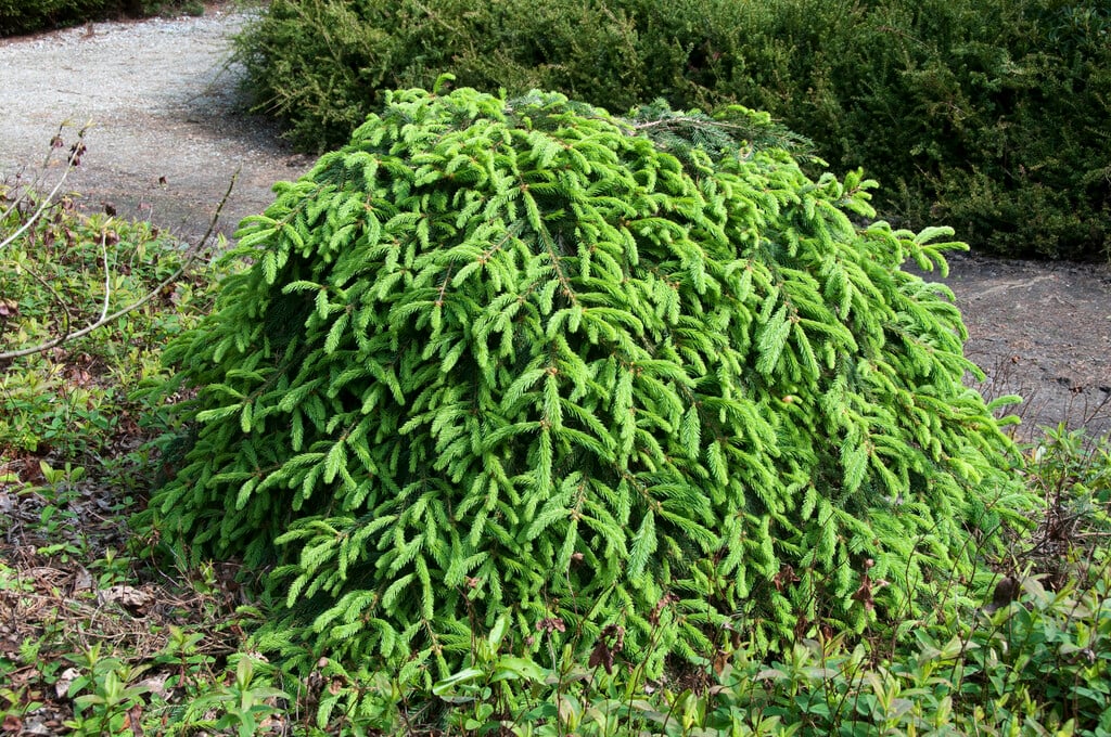 Norway spruce 'Frohburg'
