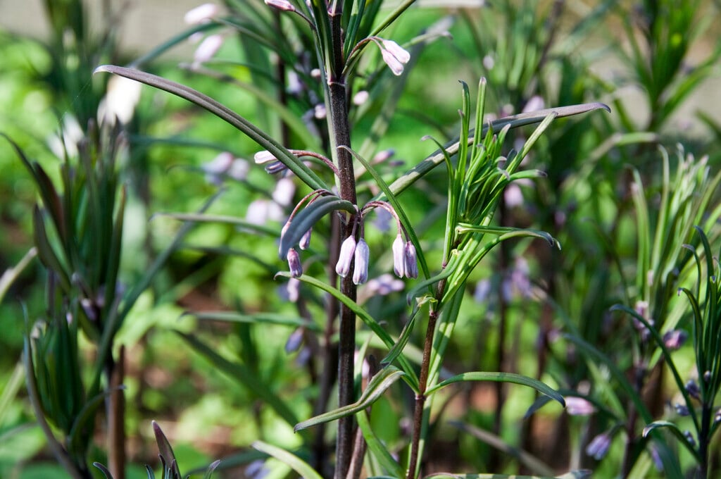 curved-styled Solomon's seal