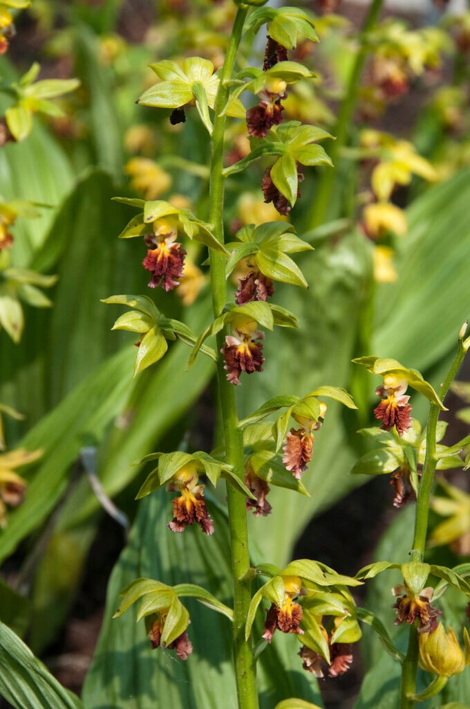 <i>Calanthe</i> <i>tricarinata</i>
