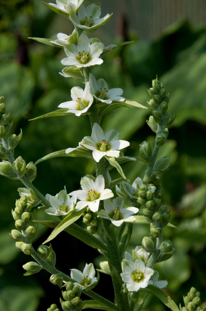 <i>Veratrum</i> <i>grandiflorum</i>