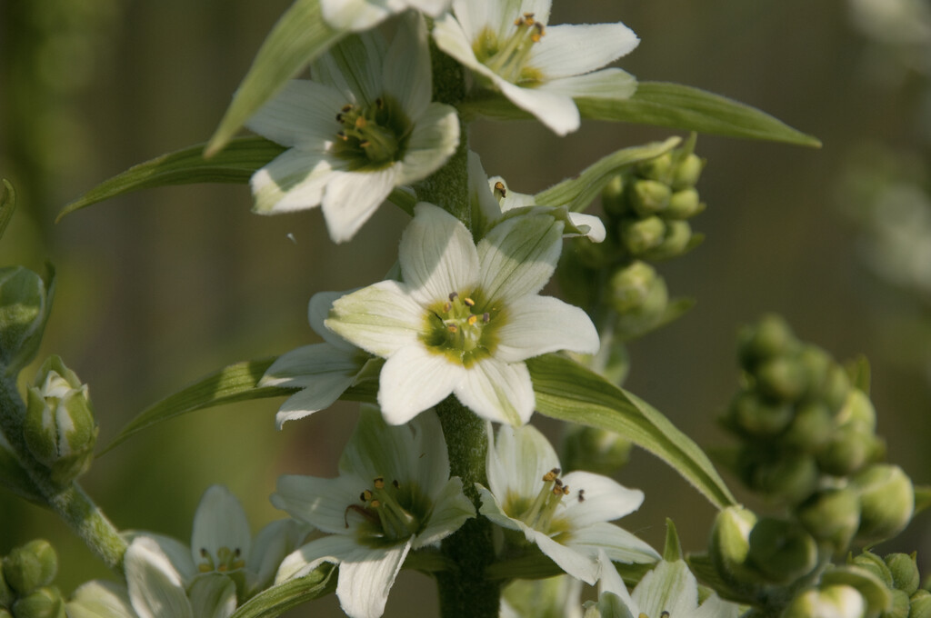 <i>Veratrum</i> <i>grandiflorum</i>