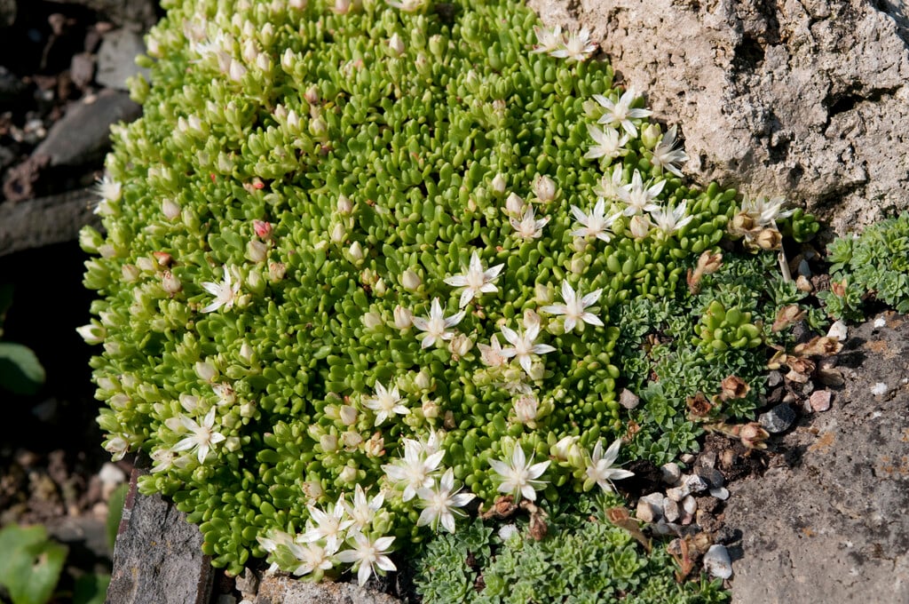 <i>Rhodiola</i> <i>saxifragoides</i>