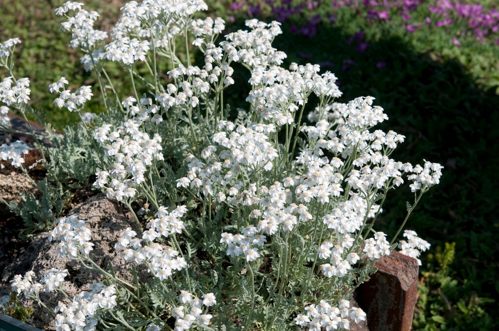 <i>Achillea</i> × <i>kolbiana</i>