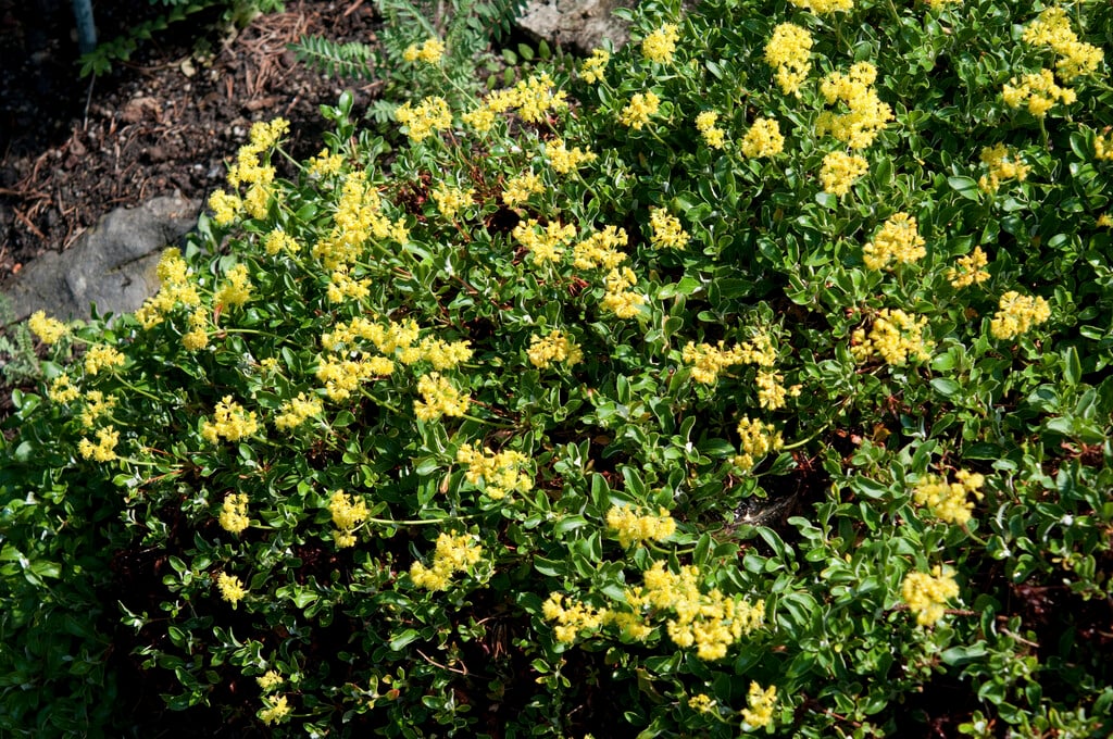 sulphur flower