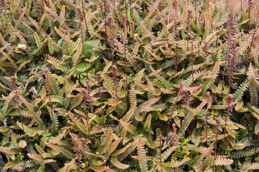 alpine water fern