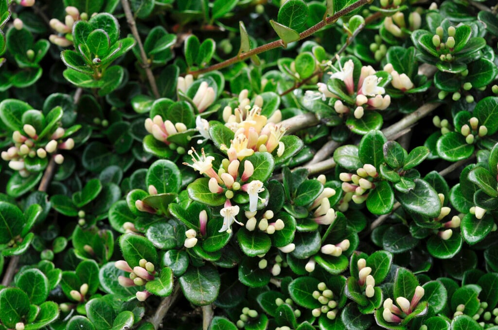 creeping honeysuckle 'Little Honey'