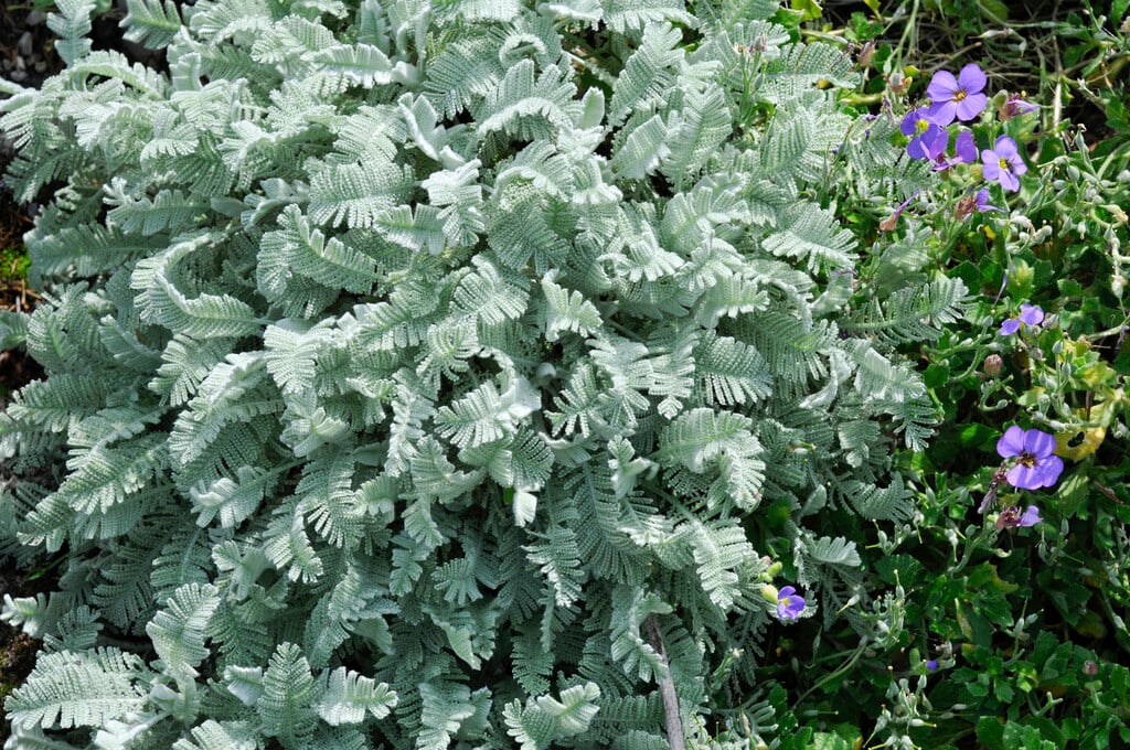 silver lace tansy
