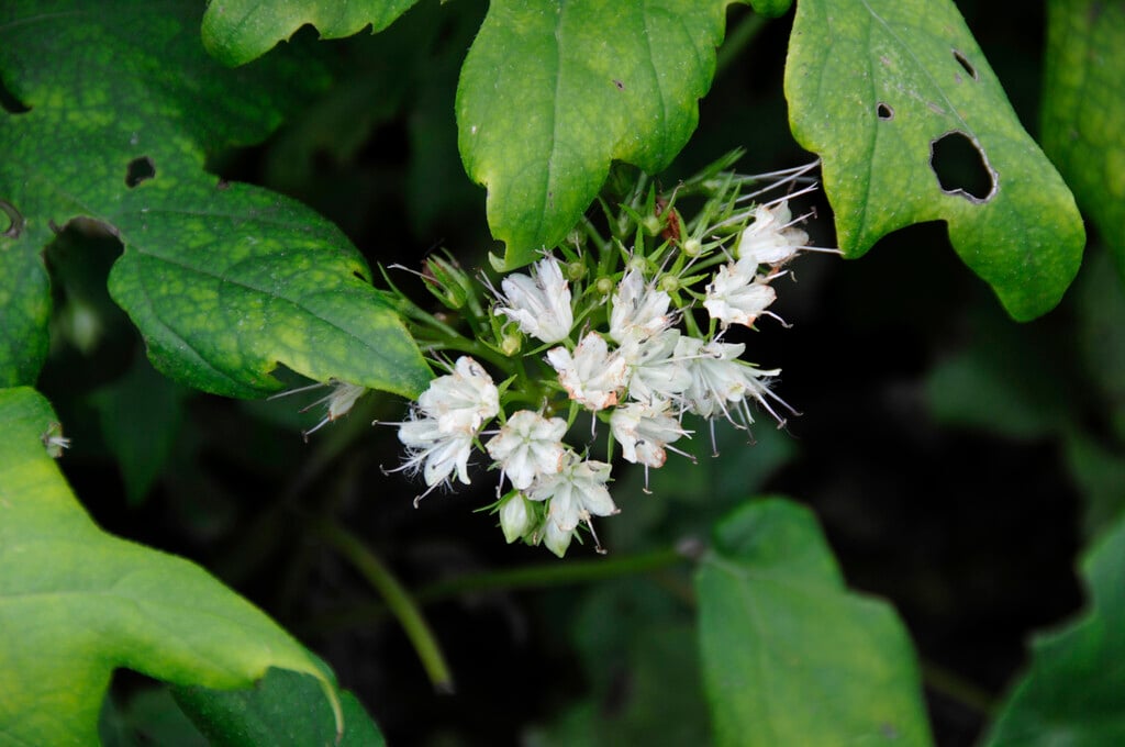 Virginia waterleaf