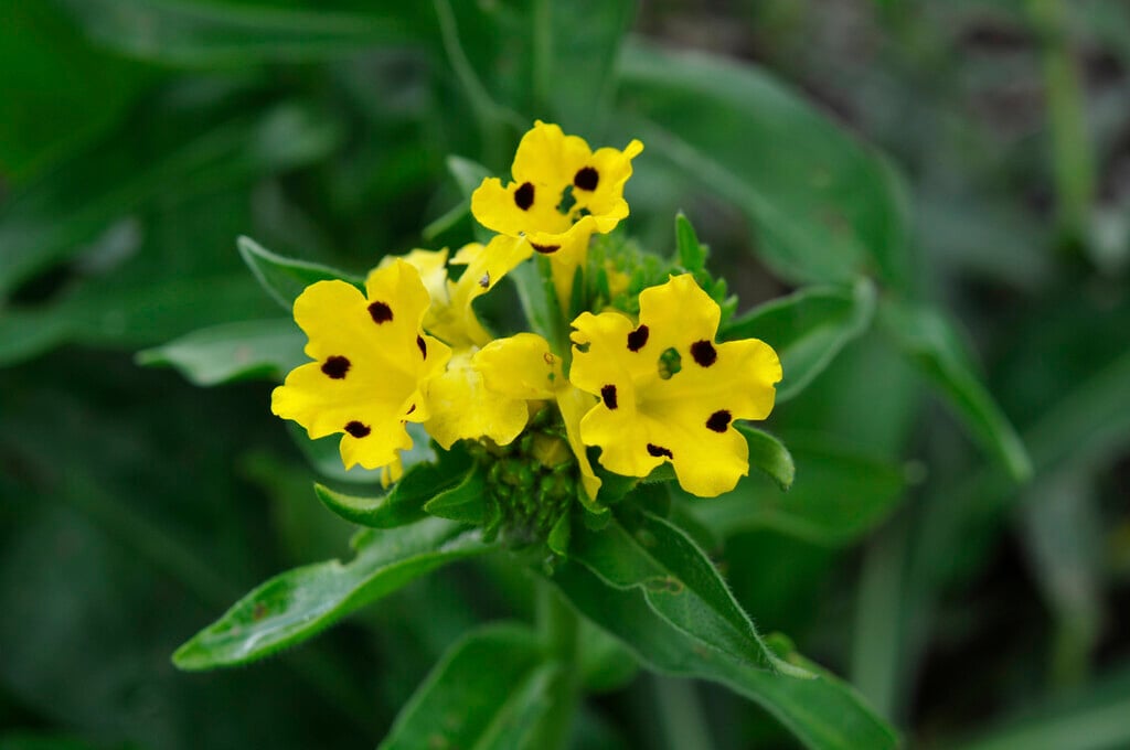 prophet flower