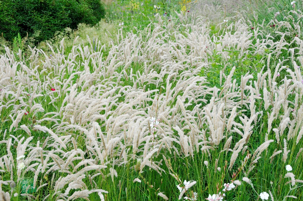 <i>Melica</i> <i>transsilvanica</i>