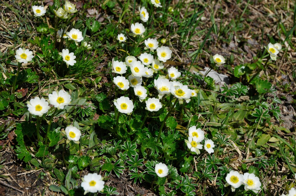 white alpine buttercup