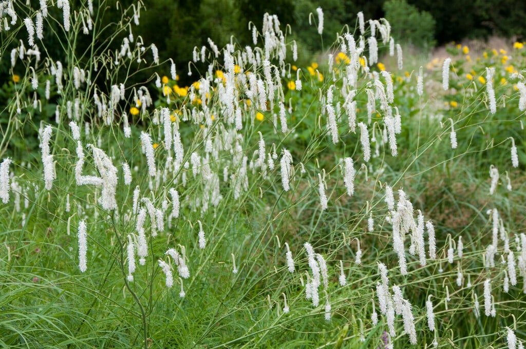 slender-leaved burnet