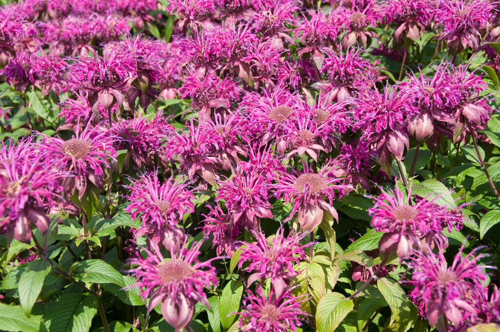 bergamot 'On Parade'