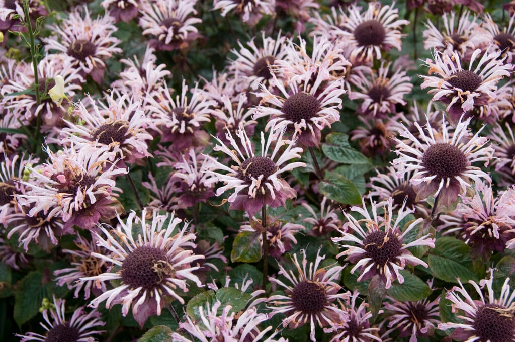 <i>Monarda</i> 'Ou Charm'
