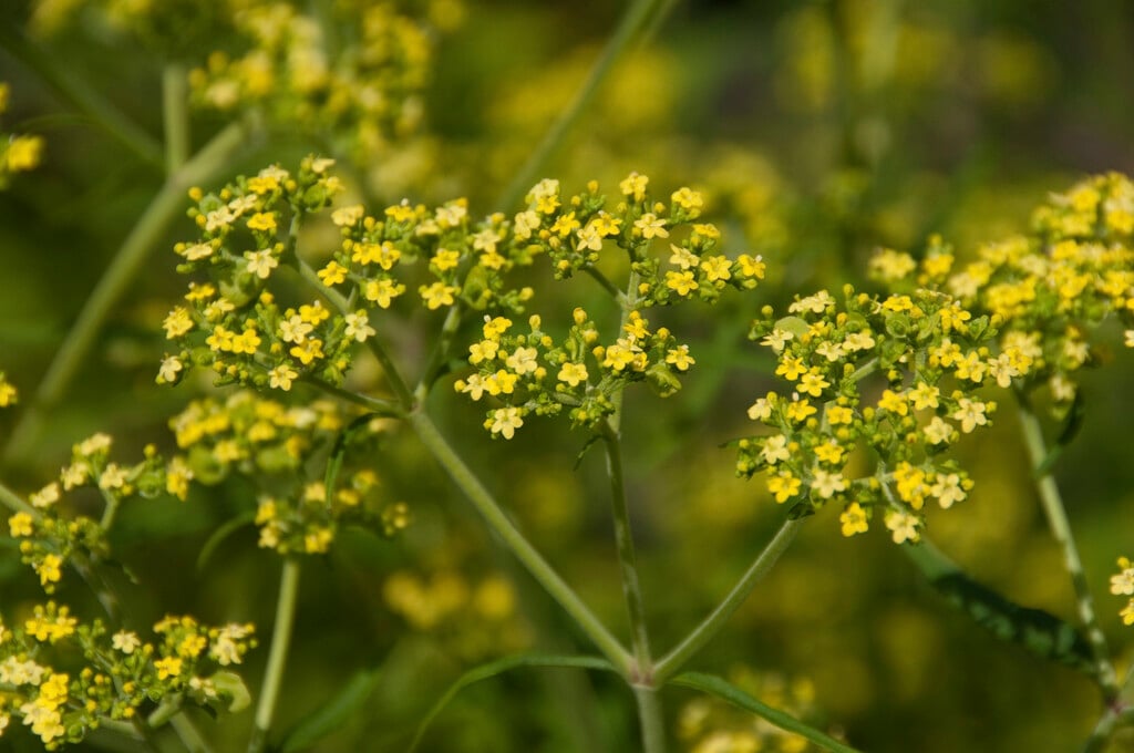 <i>Patrinia</i> aff. <i>punctiflora</i>
