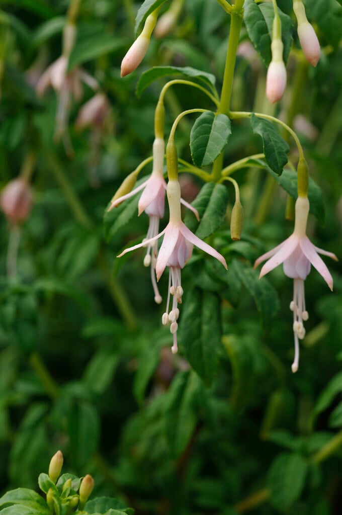 white maiden's blush fuchsia
