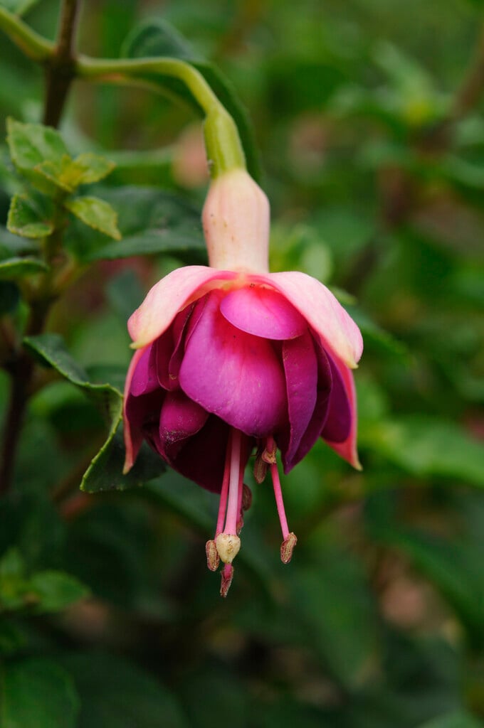 fuchsia 'Constance'