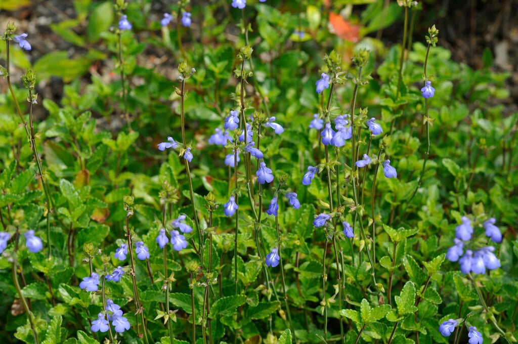 <i>Salvia</i> <i>forreri</i>