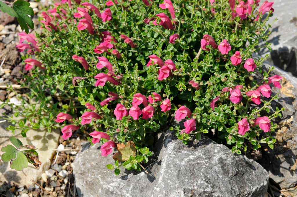 cherry skullcap