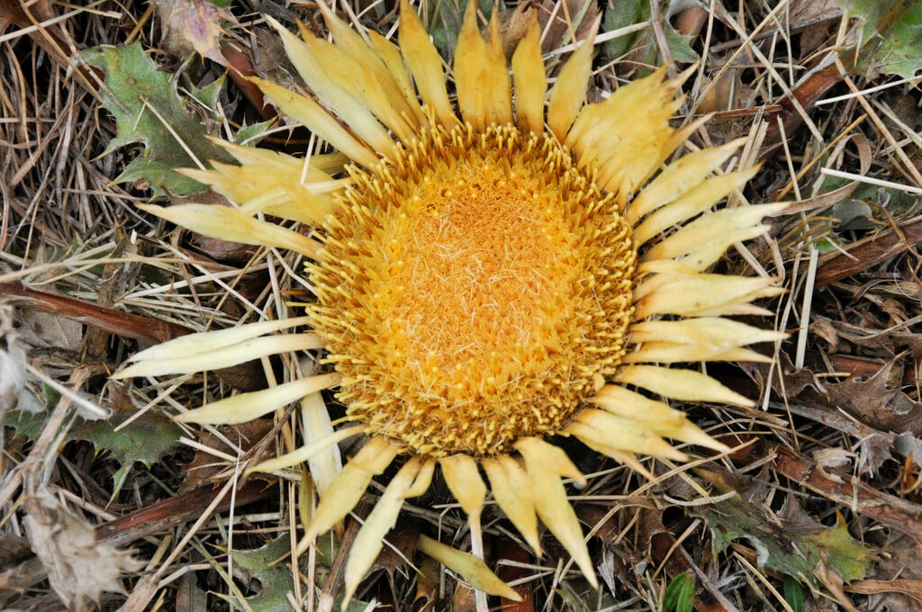 acanthus-leaved thistle