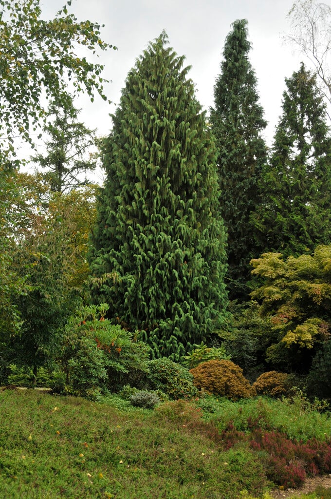 Nootka cypress
