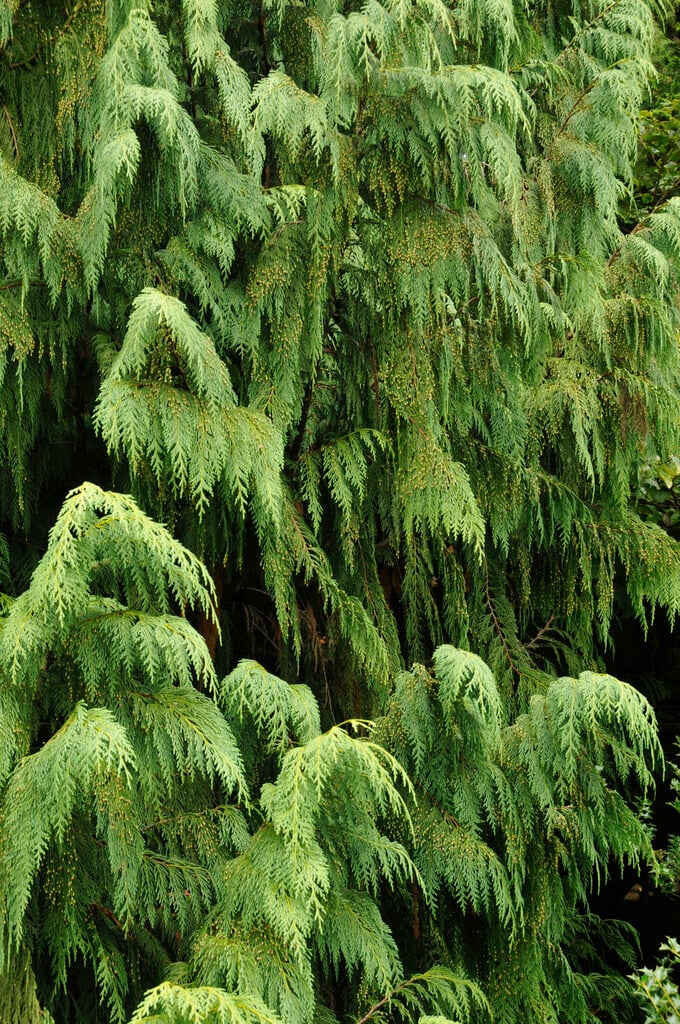Nootka cypress