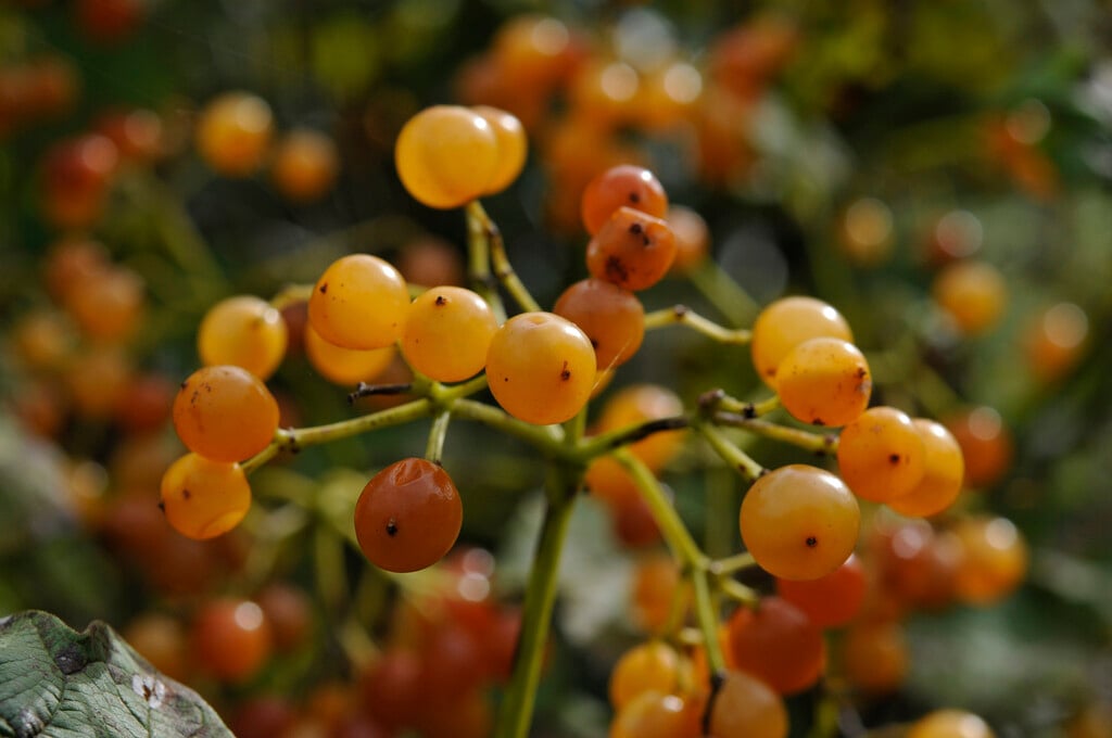 guelder rose 'Apricot'