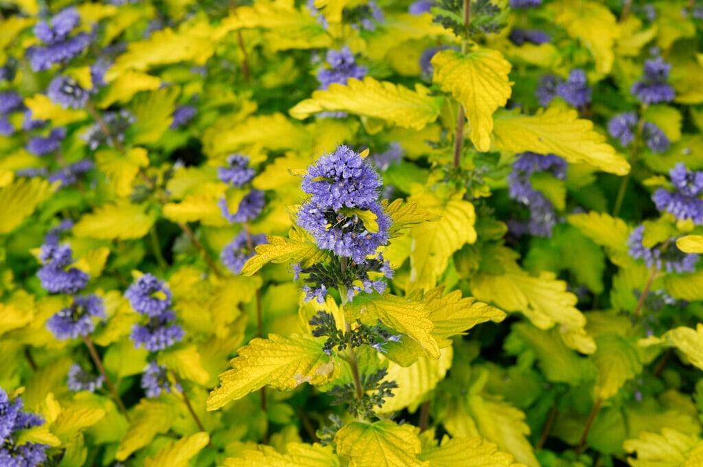 bluebeard 'Janice'