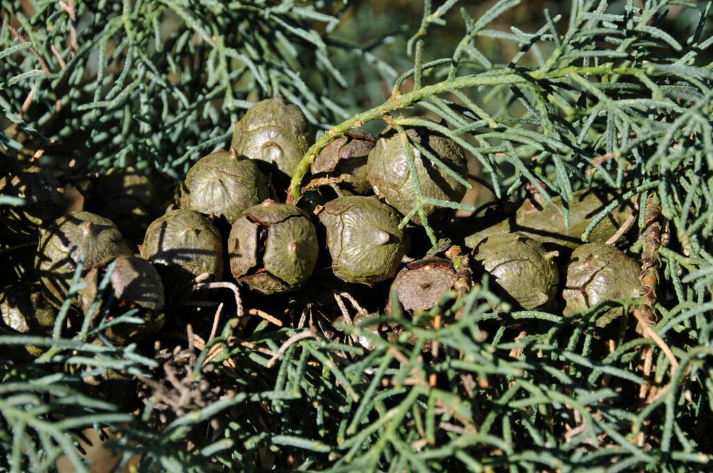 Arizona cypress