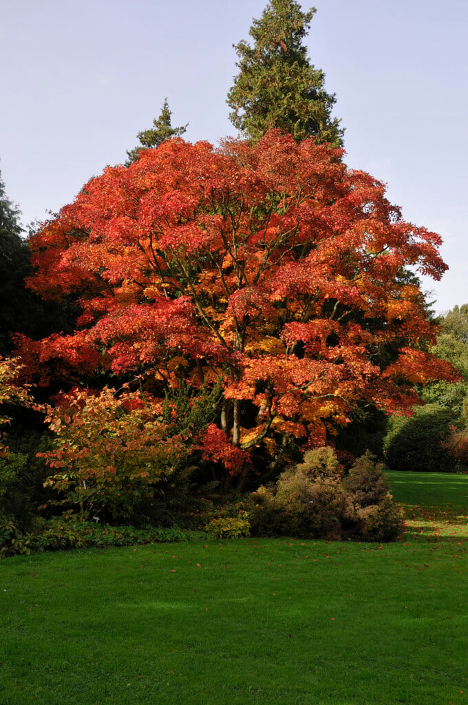 Shirasawa maple 'Palmatifolium'