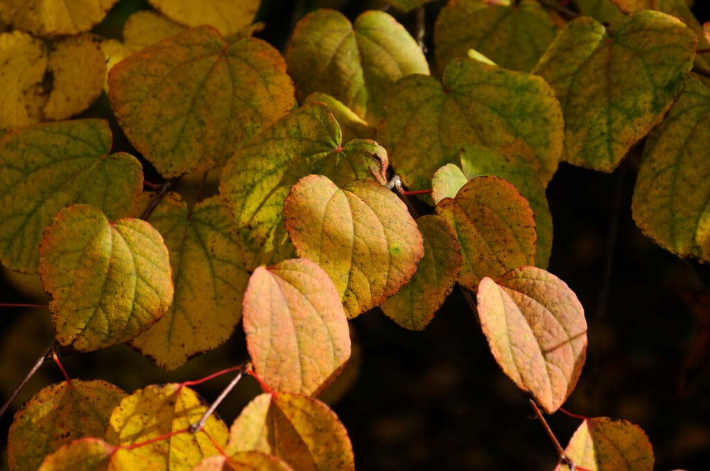 katsura tree