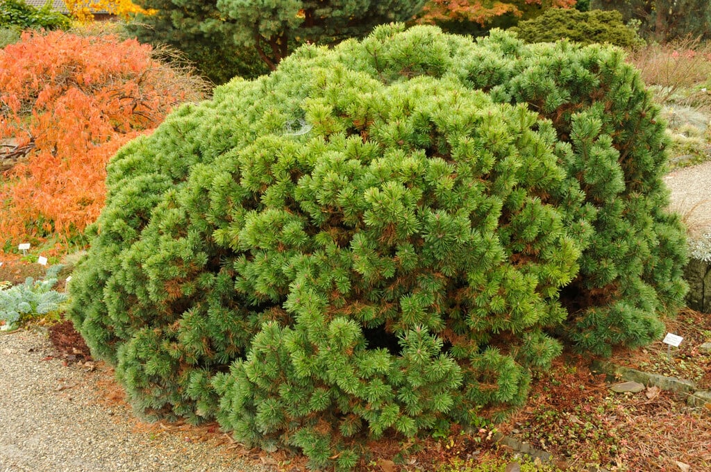 dwarf mountain pine 'Mini Mops'
