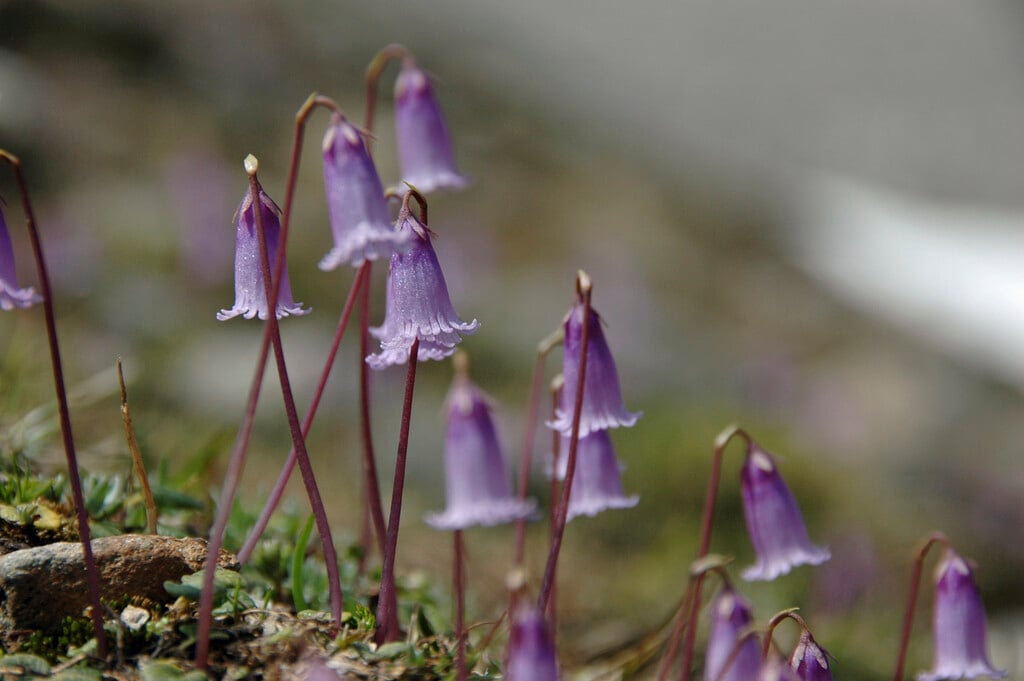 <i>Soldanella</i> <i>pusilla</i>