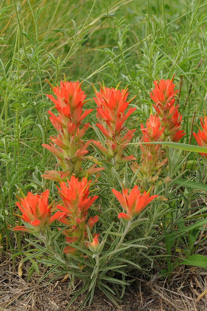 whiteleaf Indian paintbrush