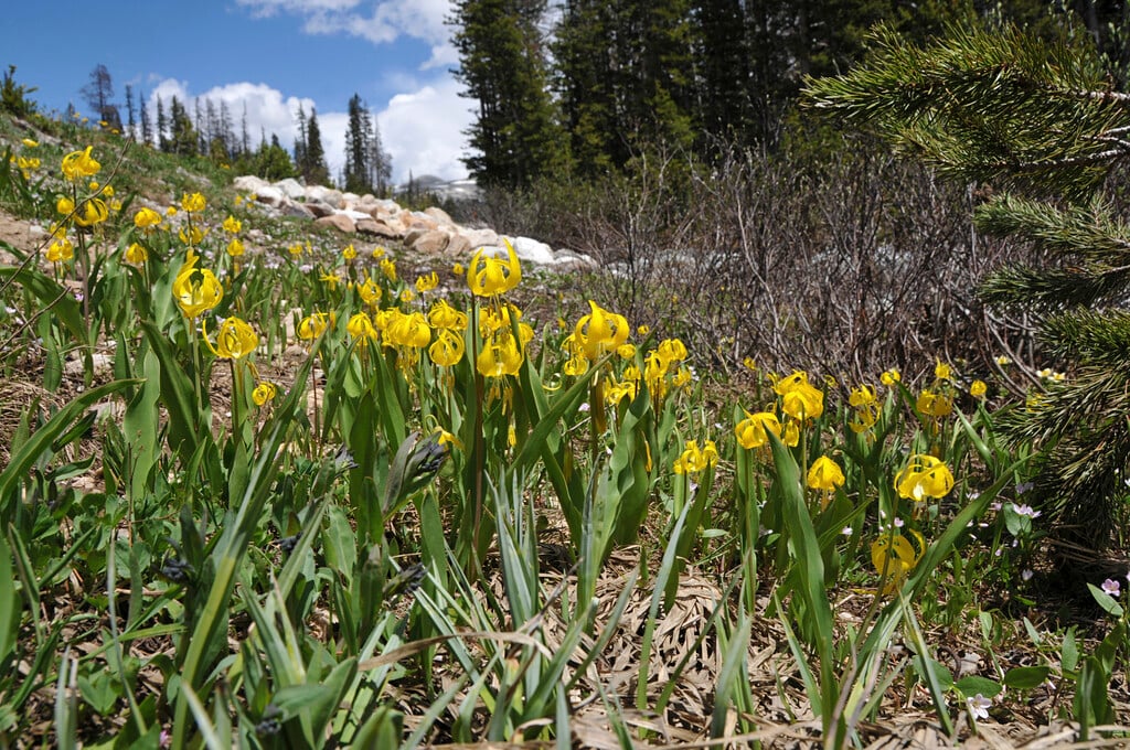 avalanche lily
