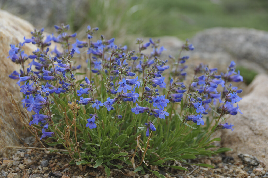 <i>Penstemon</i> <i>whippleanus</i>
