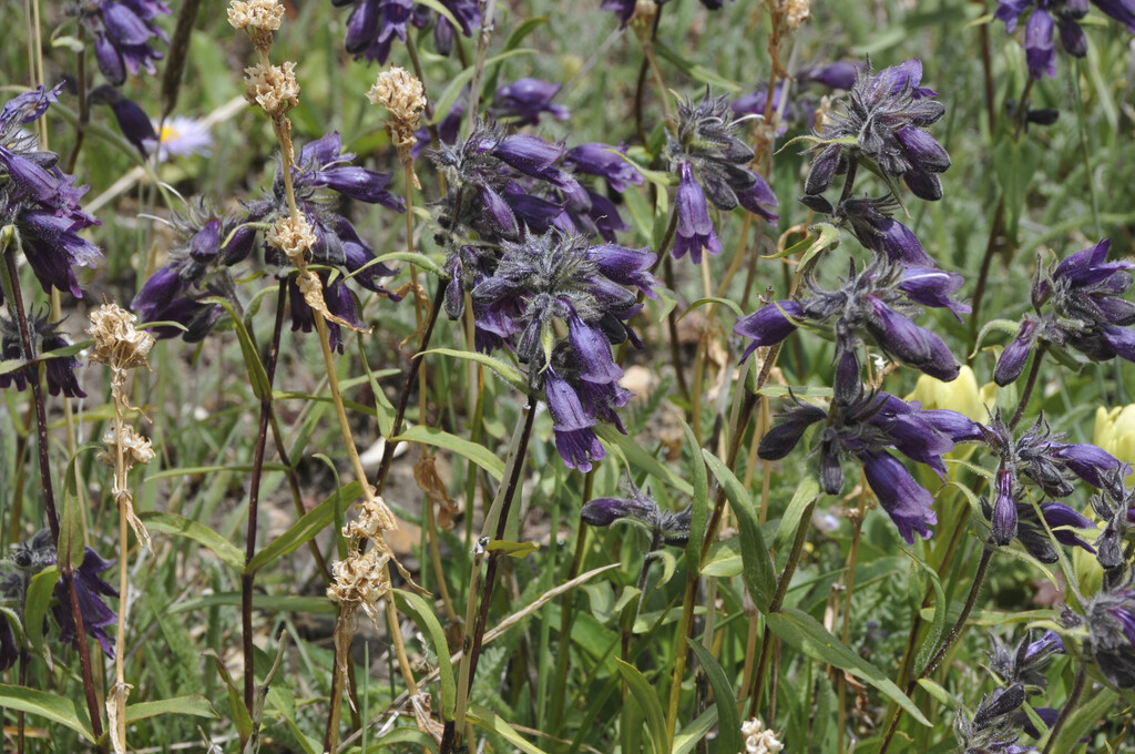 <i>Penstemon</i> <i>whippleanus</i>
