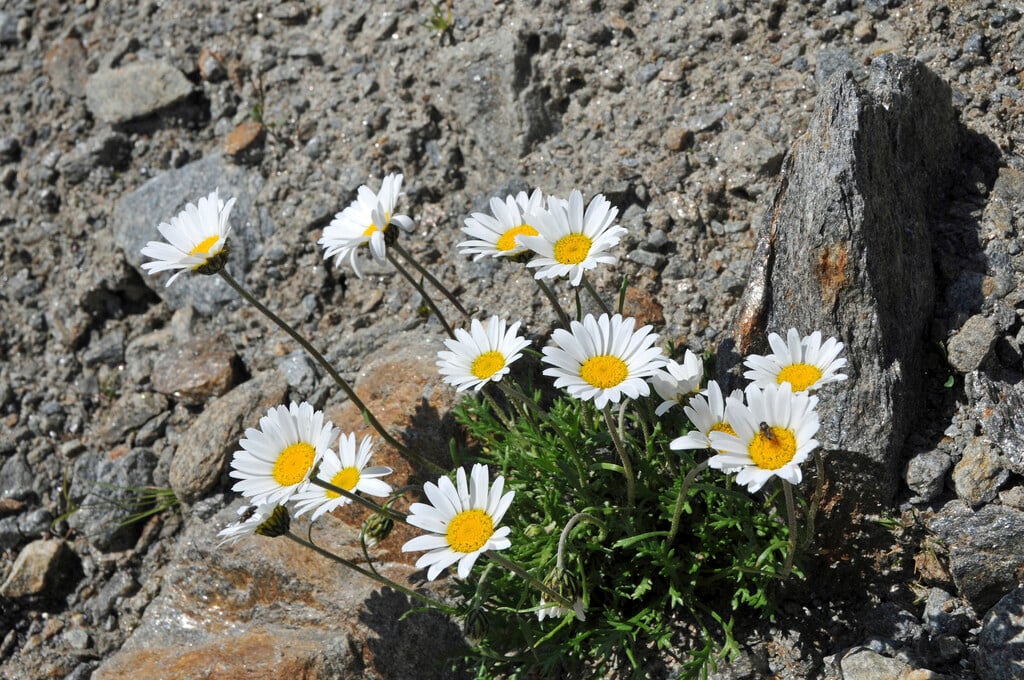 alpine chrysanthemum