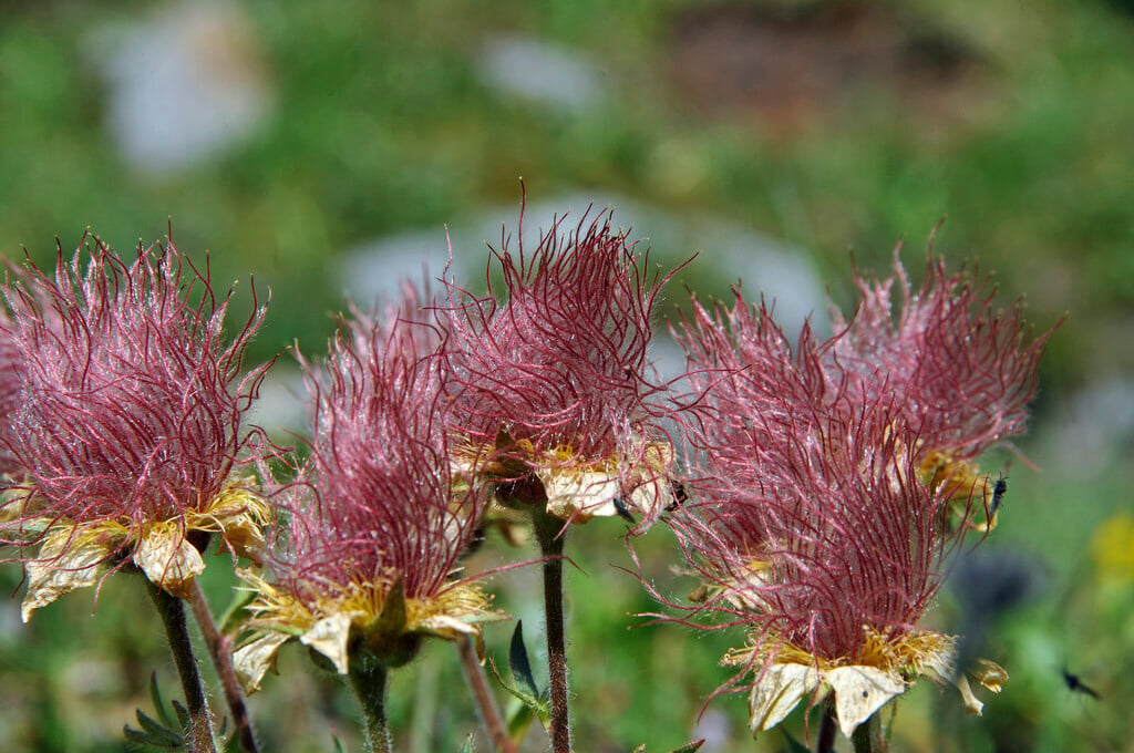 creeping avens