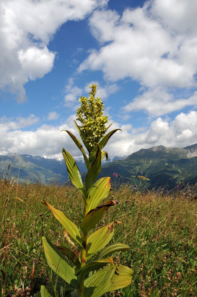 <i>Veratrum</i> <i>album</i> subsp. <i>lobelianum</i>