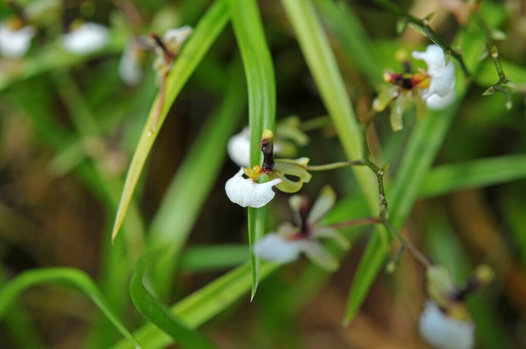 <i>Gomesa</i> <i>radicans</i>