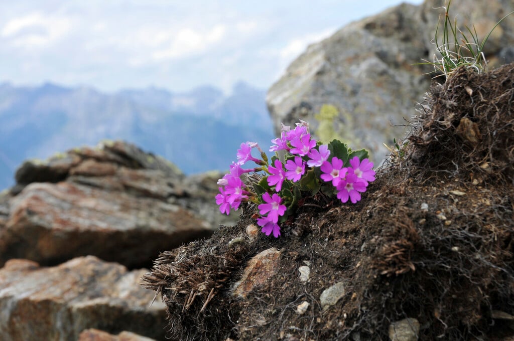 <em>Primula</em> <em>hirsuta</em> (Au)
