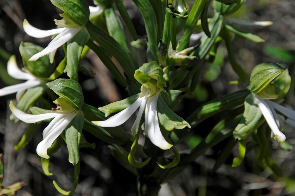 <i>Bonatea</i> <i>speciosa</i>